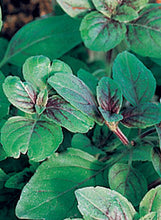 Load image into Gallery viewer, Basil 'African Blue'
