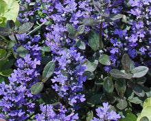 Load image into Gallery viewer, Ajuga reptans 'Chocolate Chip'
