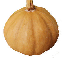 Load image into Gallery viewer, Specialty Autumn Harvest Mix Pumpkins
