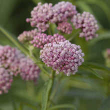 Load image into Gallery viewer, Asclepias incarnata 'Cinderella'
