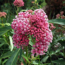 Load image into Gallery viewer, Asclepias incarnata 'Cinderella'
