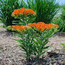 Load image into Gallery viewer, Butterfly Flower Milkweed Asclepias "Orange"
