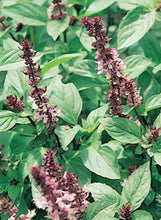 Load image into Gallery viewer, Basil 'Cinnamon'
