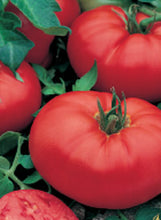 Load image into Gallery viewer, Tomato 'Beefmaster'
