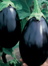 Load image into Gallery viewer, Eggplant 'Black Beauty'
