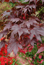Load image into Gallery viewer, Acer palmatum 'Bloodgood' Japanese Maple
