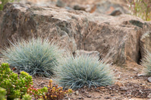 Load image into Gallery viewer, Festuca 'Elijah Blue' Ornamental Grass
