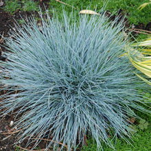 Load image into Gallery viewer, Festuca 'Elijah Blue' Ornamental Grass
