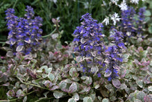Load image into Gallery viewer, Ajuga reptans 'Burgundy Glow'
