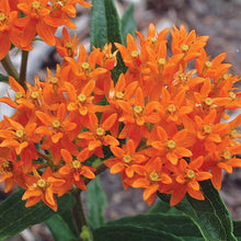Load image into Gallery viewer, Butterfly Flower Milkweed Asclepias "Orange"
