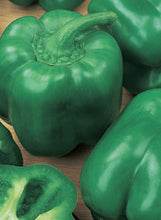 Load image into Gallery viewer, Pepper 'California Wonder'

