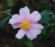 Load image into Gallery viewer, Camellia 'Winter Star'
