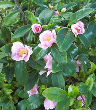 Load image into Gallery viewer, Camellia 'Winter Star'
