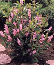 Load image into Gallery viewer, Clethra alnifolia 'Ruby Spice'

