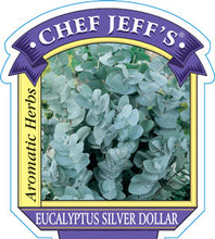 Load image into Gallery viewer, Eucalyptus 'Silver Dollar'
