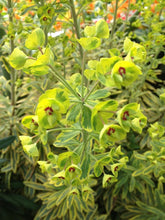 Load image into Gallery viewer, Euphorbia martinii 'Ascot Rainbow'
