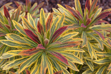 Load image into Gallery viewer, Euphorbia martinii 'Ascot Rainbow'
