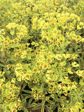 Load image into Gallery viewer, Euphorbia martinii 'Ascot Rainbow'
