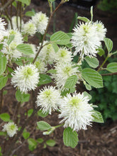 Load image into Gallery viewer, Fothergilla ‘Mount Airy’
