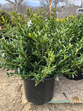 Load image into Gallery viewer, Ilex crenata 'Hoogendorn'
