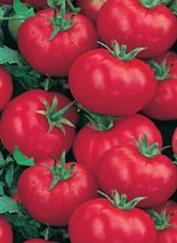 Load image into Gallery viewer, Tomato 'Husky Red Cherry'
