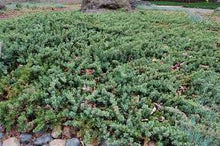 Load image into Gallery viewer, Juniperus conferta 'Blue Pacific' Juniper

