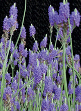 Load image into Gallery viewer, Lavender Goodwin Creek
