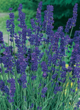 Load image into Gallery viewer, Lavender 'Hidcote'
