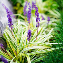 Load image into Gallery viewer, Liriope Variegated
