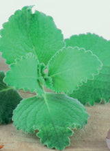 Load image into Gallery viewer, Oregano Cuban
