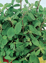 Load image into Gallery viewer, Oregano 'Hot and Spicy'
