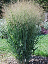 Load image into Gallery viewer, Panicum virgatum 'North Wind' Switchgrass
