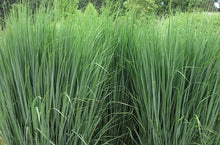 Load image into Gallery viewer, Panicum virgatum 'North Wind' Switchgrass
