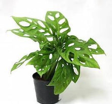 Load image into Gallery viewer, Philodendron 'Swiss Cheese'
