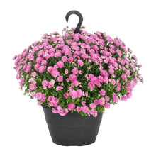 Load image into Gallery viewer, Mum Hanging Basket
