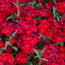 Load image into Gallery viewer, Dianthus "Rockin Red"
