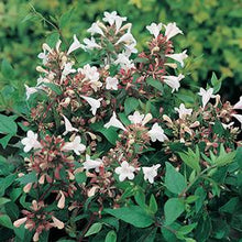 Load image into Gallery viewer, Abelia grandiflora ‘Rose Creek’
