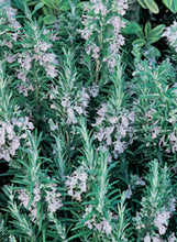 Load image into Gallery viewer, Rosemary 'Arp'
