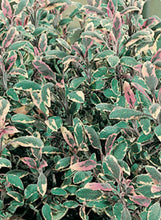 Load image into Gallery viewer, Sage 'Tricolor'
