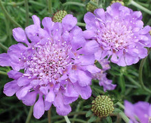 Load image into Gallery viewer, Scabiosa columbaria 'Butterfly Blue'
