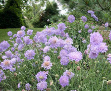 Load image into Gallery viewer, Scabiosa columbaria 'Butterfly Blue'
