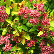 Load image into Gallery viewer, Spiraea "Magic Carpet"
