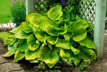 Load image into Gallery viewer, Hosta "Sum &amp; Substance"
