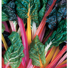 Load image into Gallery viewer, Swiss Chard Bright Lights
