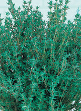 Load image into Gallery viewer, Thyme "French"
