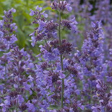 Load image into Gallery viewer, Nepeta "Walker's Low'' Catmint

