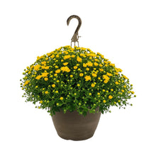 Load image into Gallery viewer, Mum Hanging Basket
