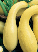 Load image into Gallery viewer, Squash "Yellowneck"
