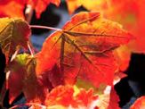 Load image into Gallery viewer, Acer rubrum 'Brandywine' Maple
