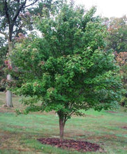 Load image into Gallery viewer, Acer rubrum 'Brandywine' Maple
